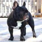 法国斗牛犬-缩略图-4