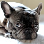 法国斗牛犬-缩略图-5