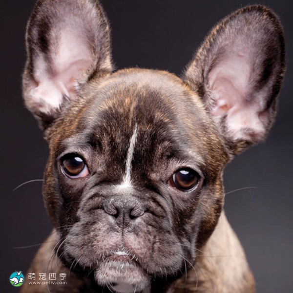 法国斗牛犬-6
