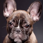 法国斗牛犬-缩略图-6