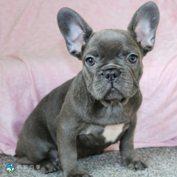 法国斗牛犬-7