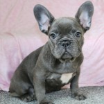 法国斗牛犬-缩略图-7