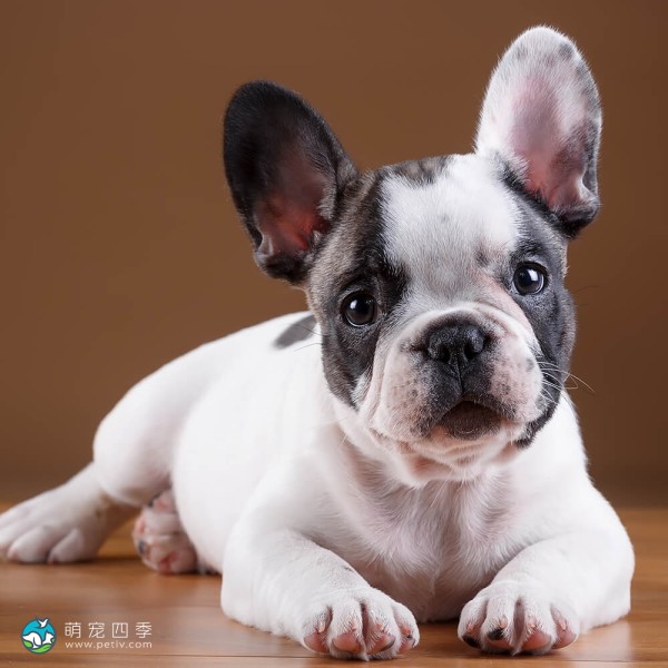 法国斗牛犬-8