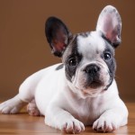 法国斗牛犬-缩略图-8