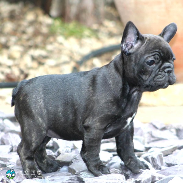 法国斗牛犬-9