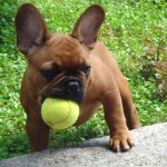 法国斗牛犬-缩略图-10