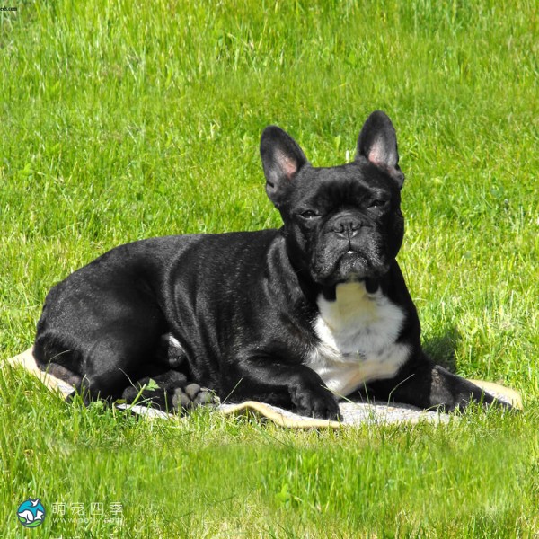 法国斗牛犬-11