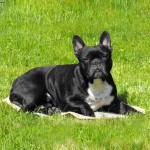 法国斗牛犬-缩略图-11