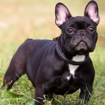 法国斗牛犬-缩略图-12