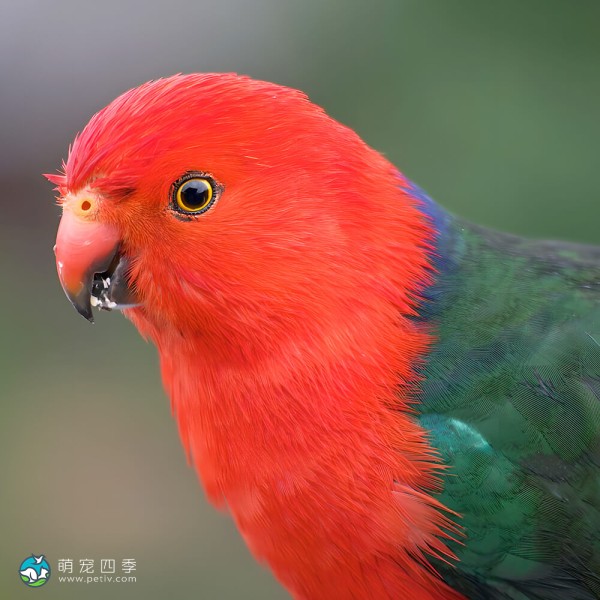 澳洲国王鹦鹉-1