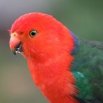 澳洲国王鹦鹉-缩略图-1