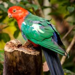 澳洲国王鹦鹉-缩略图-2