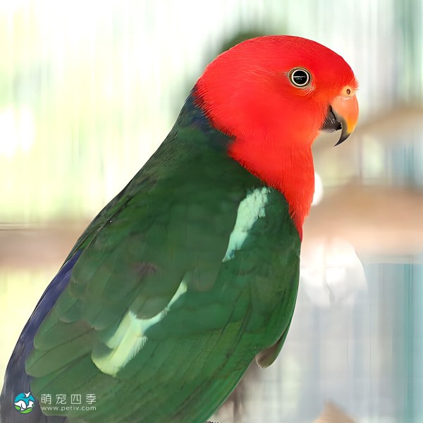 澳洲国王鹦鹉-3