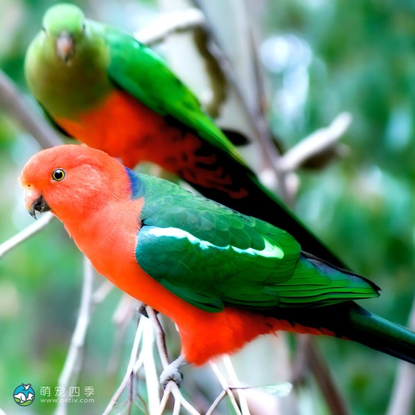 澳洲国王鹦鹉-4