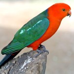 澳洲国王鹦鹉-缩略图-5