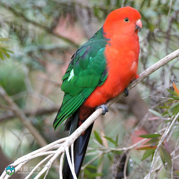 澳洲国王鹦鹉-6