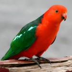 澳洲国王鹦鹉-缩略图-7