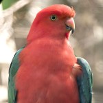 澳洲国王鹦鹉-缩略图-8