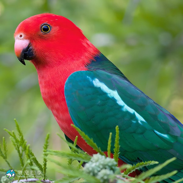 澳洲国王鹦鹉-9