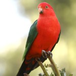 澳洲国王鹦鹉-缩略图-10