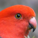 澳洲国王鹦鹉-缩略图-11