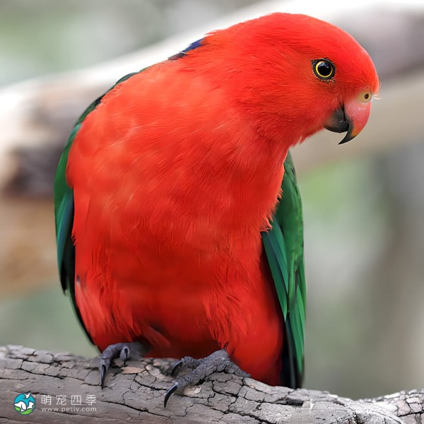澳洲国王鹦鹉-12