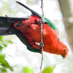 澳洲国王鹦鹉-缩略图-15