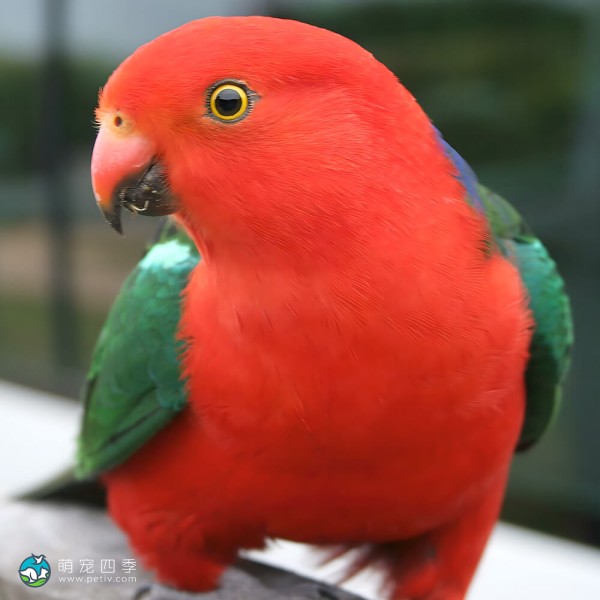 澳洲国王鹦鹉-13