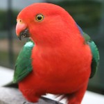 澳洲国王鹦鹉-缩略图-13