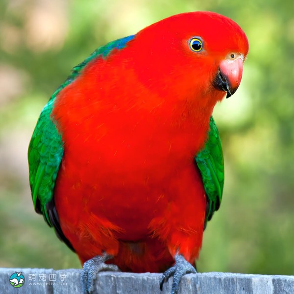 澳洲国王鹦鹉-14