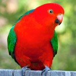 澳洲国王鹦鹉-缩略图-14