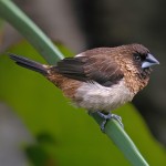 白腰文鸟-缩略图-1