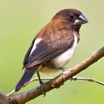 白腰文鸟-缩略图-2