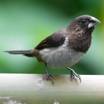 白腰文鸟-缩略图-3