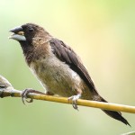 白腰文鸟-缩略图-4