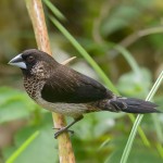 白腰文鸟-缩略图-5