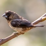 白腰文鸟-缩略图-6