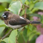 白腰文鸟-缩略图-7