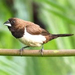 白腰文鸟-缩略图-8