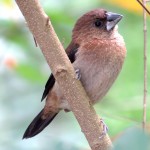 白腰文鸟-缩略图-9