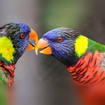 彩虹吸蜜鹦鹉-缩略图-1