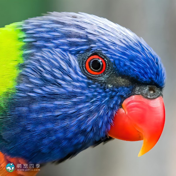 彩虹吸蜜鹦鹉-2