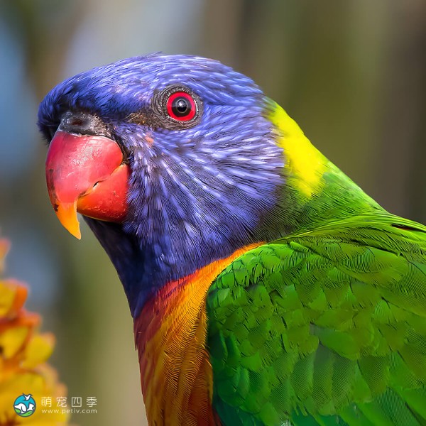 彩虹吸蜜鹦鹉-3