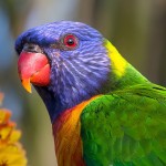 彩虹吸蜜鹦鹉-缩略图-3