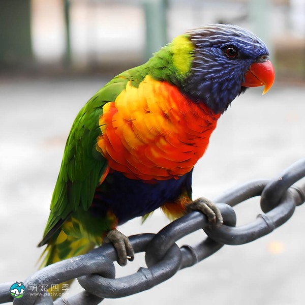 彩虹吸蜜鹦鹉-4