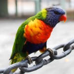 彩虹吸蜜鹦鹉-缩略图-4