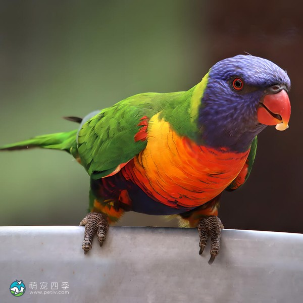 彩虹吸蜜鹦鹉-5