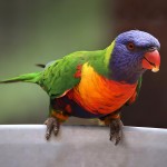 彩虹吸蜜鹦鹉-缩略图-5