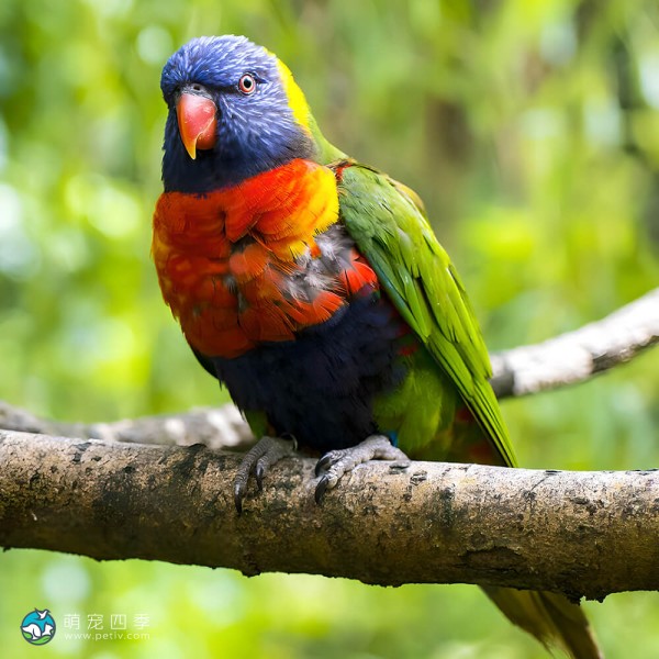 彩虹吸蜜鹦鹉-6