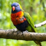 彩虹吸蜜鹦鹉-缩略图-6